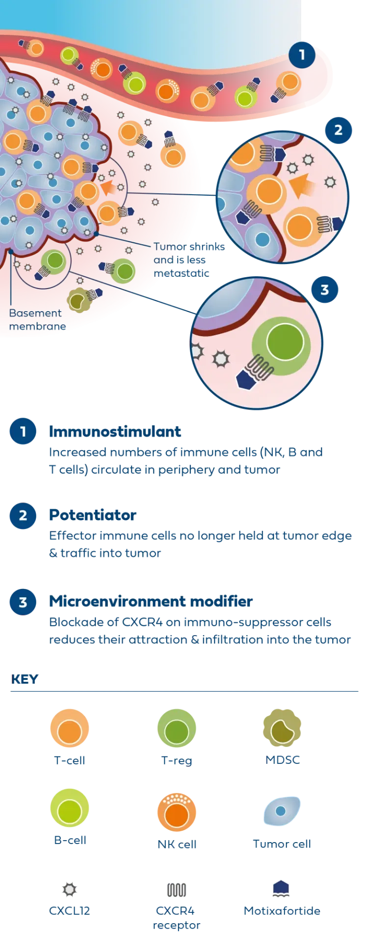 Scientific illustration depicting how motixafortide works in cancer immunotherapy