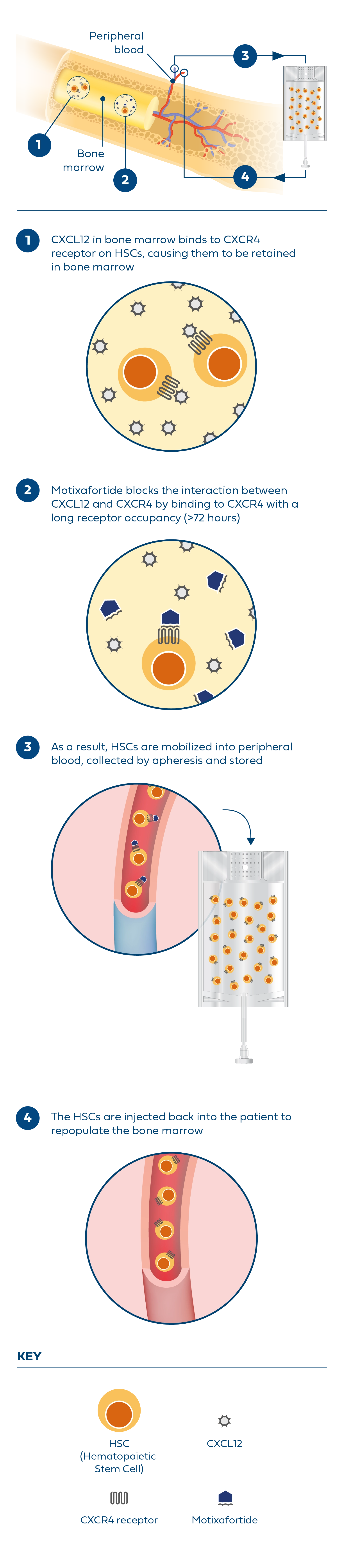 Scientific illustration depicting how motixafortide works in stem cell mobilization