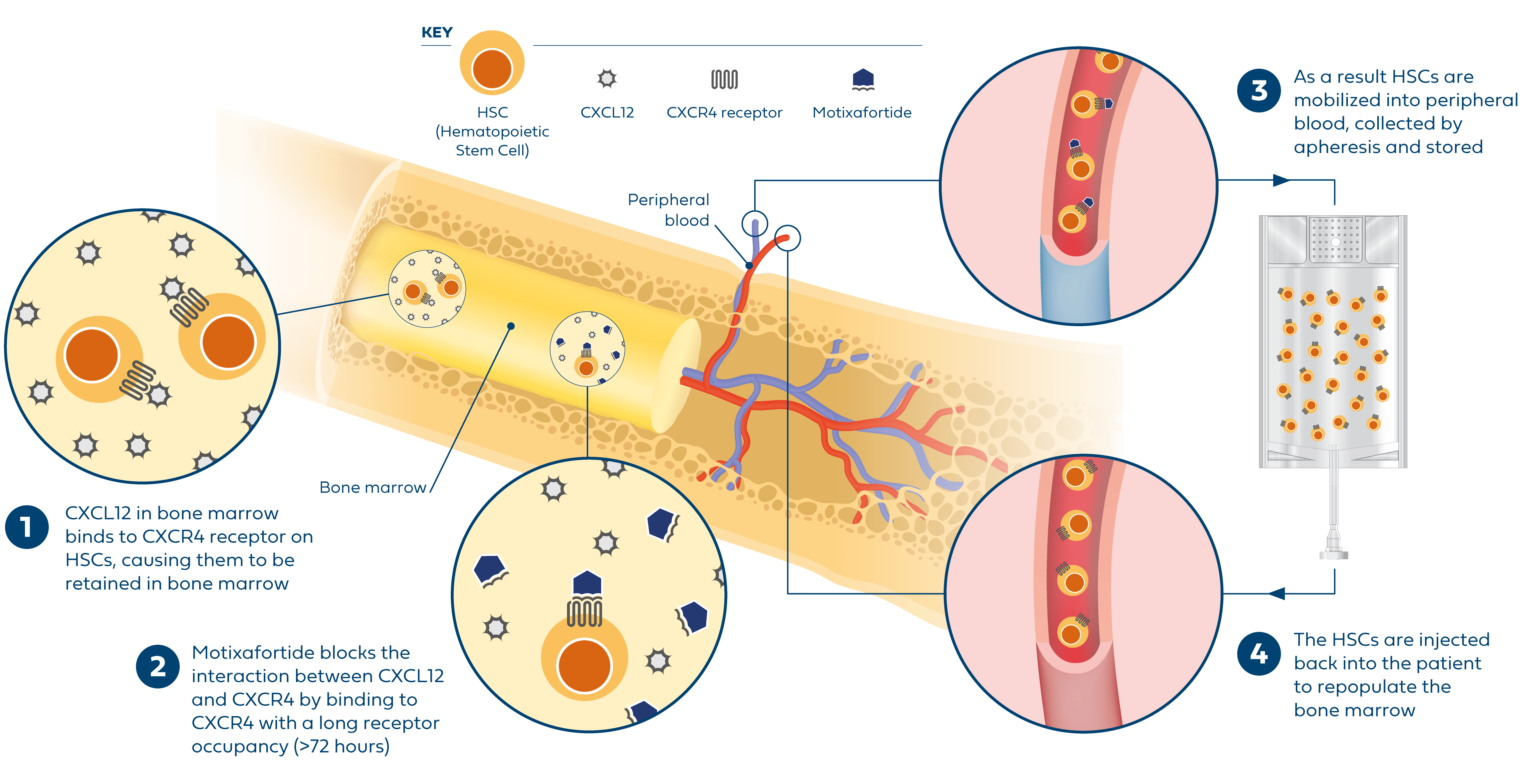 Scientific illustration depicting how motixafortide works in stem cell mobilization