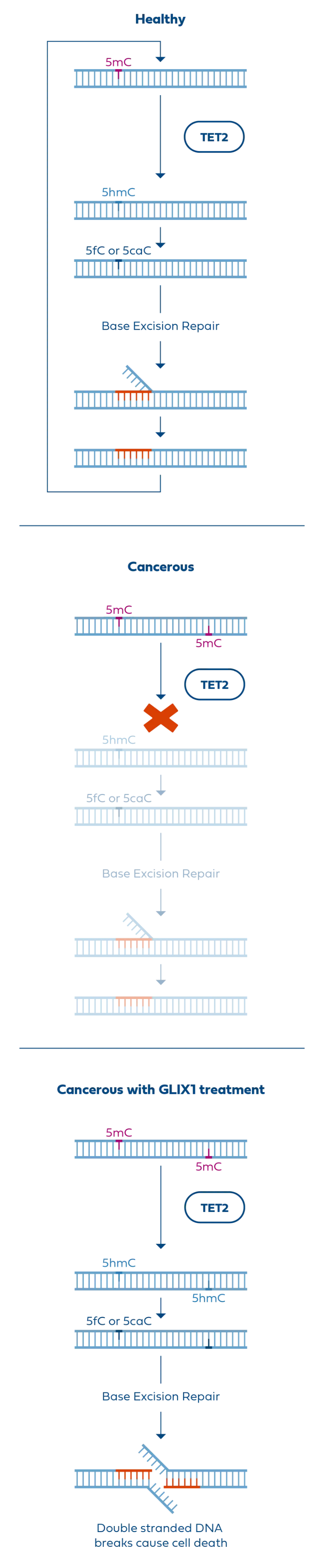 Schematic showing impact of TET2 on DNA methylation and repair in healthy cells, cancer cells, and GLIX1-treated cancer cells